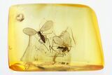 Two Detailed Moth Flies (Psychodidae) in Baltic Amber #328187-1